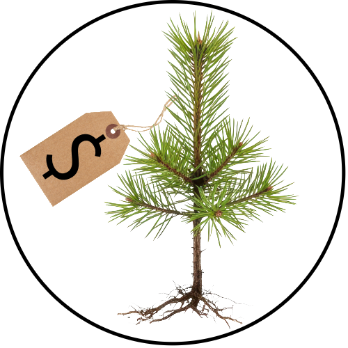 link to 2026 tree sale